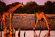 Etosha NP