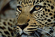 Harnas Wildlife Farm