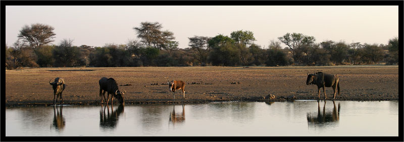 Etosha NP