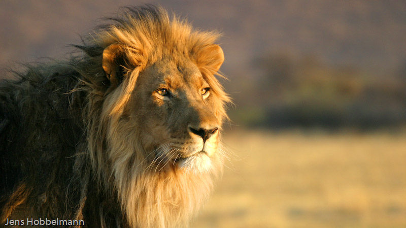 Okonjima Wildfarm