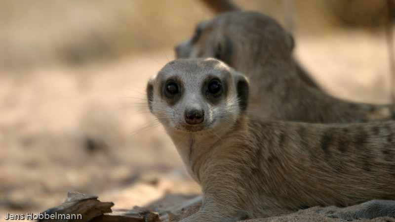 Meerkatzen (Harnas Wildlife Farm)