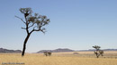 Namib Rand (Camp Gecko)