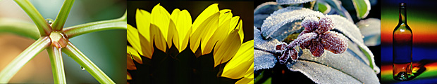 Pflanzen, Makro und Tabletopfotos